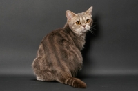 Picture of blue classic tabby American Shorthair cat, back view