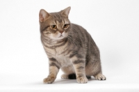 Picture of Blue Classic Tabby American Shorthair cat on plain background