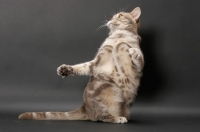 Picture of blue classic tabby American Shorthair cat jumping up