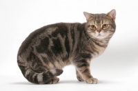 Picture of Blue Classic Tabby American Shorthair cat, side view