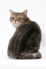 Picture of Blue Classic Tabby American Shorthair cat, looking back