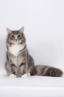 Picture of Blue Classic Tabby & White Norwegian Forest cat, sitting down