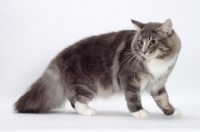 Picture of Blue Classic Tabby & White Norwegian Forest cat