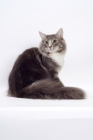 Picture of Blue Classic Tabby & White Norwegian Forest cat, turning