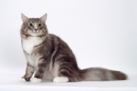 Picture of Blue Classic Tabby & White Norwegian Forest cat sitting down