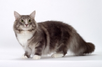 Picture of Blue Classic Tabby & White Norwegian Forest cat side view