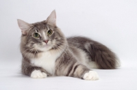 Picture of Blue Classic Tabby & White Norwegian Forest cat lying down