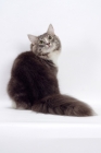 Picture of Blue Classic Tabby & White Norwegian Forest cat, back view