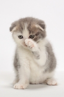 Picture of Blue Classic Tabby & White Scottish Fold kitten, whispering