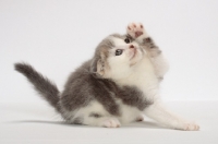 Picture of Blue Classic Tabby & White Scottish Fold kitten, one