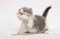 Picture of Blue Classic Tabby & White Scottish Fold kitten