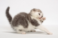 Picture of Blue Classic Tabby & White Scottish Fold kitten, playing
