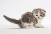 Picture of Blue Classic Tabby & White Scottish Fold kitten