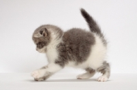 Picture of Blue Classic Tabby & White Scottish Fold kitten