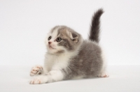 Picture of Blue Classic Tabby & White Scottish Fold kitten