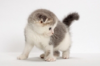 Picture of Blue Classic Tabby & White Scottish Fold kitten