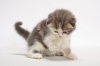 Picture of Blue Classic Tabby & White Scottish Fold kitten, looking down