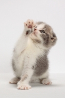 Picture of Blue Classic Tabby & White Scottish Fold kitten, one leg up