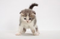 Picture of Blue Classic Tabby & White Scottish Fold kitten