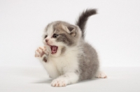 Picture of Blue Classic Tabby & White Scottish Fold kitten calling out