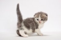 Picture of Blue Classic Tabby & White Scottish Fold kitten