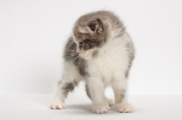 Picture of Blue Classic Tabby & White Scottish Fold kitten, looking aside