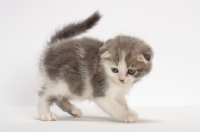 Picture of Blue Classic Tabby & White Scottish Fold kitten, looking down