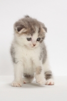Picture of Blue Classic Tabby & White Scottish Fold kitten