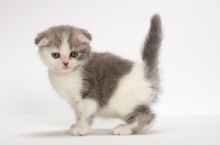 Picture of Blue Classic Tabby & White Scottish Fold kitten, tail up