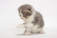 Picture of Blue Classic Tabby & White Scottish Fold kitten, one leg up