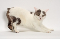 Picture of Blue Classic Tabby and White Manx, stretching