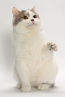 Picture of Blue Classic Tabby and White Manx, one leg up