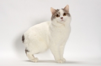 Picture of Blue Classic Tabby and White Manx in studio