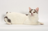Picture of Blue Classic Tabby and White Manx, lying down