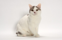 Picture of Blue Classic Tabby and White Manx sitting on white background