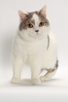 Picture of Blue Classic Tabby and White Manx