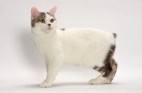 Picture of Blue Classic Tabby and White Manx, side view