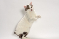 Picture of Blue Classic Tabby and White Manx standing on hind legs