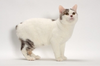 Picture of Blue Classic Tabby and White Manx