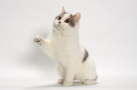 Picture of Blue Classic Tabby and White Manx