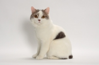 Picture of Blue Classic Tabby and White Manx in studio, on white background