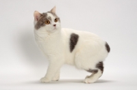 Picture of Blue Classic Tabby and White Manx