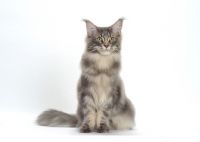 Picture of Blue Classic Tabby Maine Coon cat sitting on white background, front view