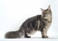 Picture of Blue Classic Tabby Maine Coon cat side view