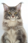 Picture of Blue Classic Tabby Maine Coon cat portrait