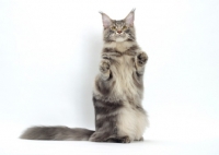 Picture of Blue Classic Tabby Maine Coon cat standing on hind legs