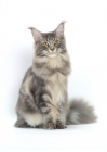 Picture of Blue Classic Tabby Maine Coon cat sitting on white background