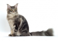 Picture of Blue Classic Tabby Maine Coon cat sitting on white background, side view