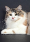 Picture of Blue Classic Torbie & White Norwegian Forest Cat, portrait