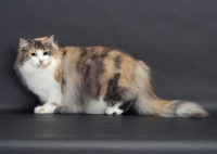 Picture of Blue Classic Torbie & White Norwegian Forest Cat